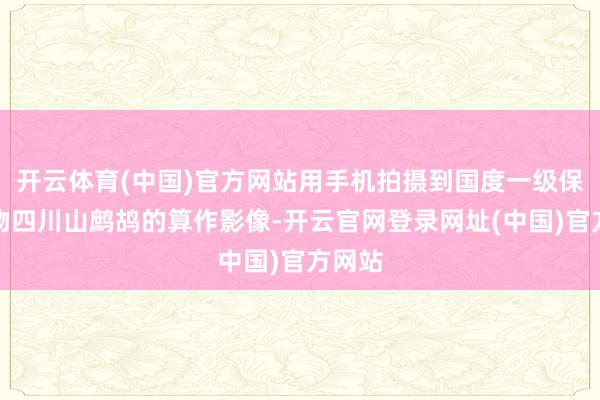 开云体育(中国)官方网站用手机拍摄到国度一级保护动物四川山鹧鸪的算作影像-开云官网登录网址(中国)官方网站